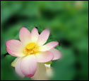 xiaozai_01_0